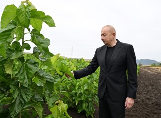Prezident İlham Əliyev Xocalının Daşbulaq kəndində tut bağında görülmüş işlərlə tanış olub
