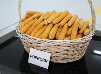 Prezident İlham Əliyev Sabirabad Sənaye Məhəlləsində toxum istehsalı müəssisəsinin fəaliyyəti ilə tanış olub