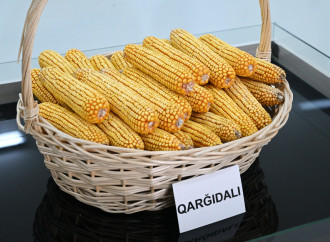 Prezident İlham Əliyev Sabirabad Sənaye Məhəlləsində toxum istehsalı müəssisəsinin fəaliyyəti ilə tanış olub