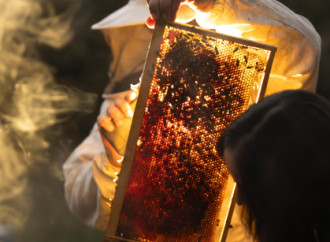 Heydər Əliyev Fondunun vitse-prezidenti Leyla Əliyeva Qəbələdə “Gənc arıçı” layihəsinin iştirakçısı ilə görüşüb