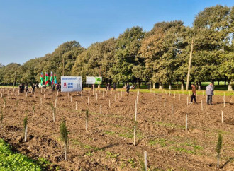 Zəfər Günü ilə əlaqədar meşə fondu torpaqlarında 30 mindən artıq ağac əkilib (FOTO)