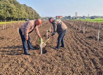 Zəfər Günü ilə əlaqədar meşə fondu torpaqlarında 30 mindən artıq ağac əkilib (FOTO)