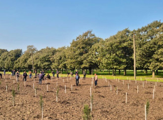 Zəfər Günü ilə əlaqədar meşə fondu torpaqlarında 30 mindən artıq ağac əkilib (FOTO)