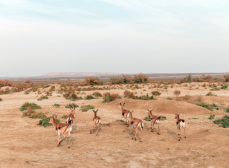 Heydər Əliyev Fondunun vitse-prezidenti Leyla Əliyeva Mingəçevirdə ekoloji aksiyalarda iştirak edib