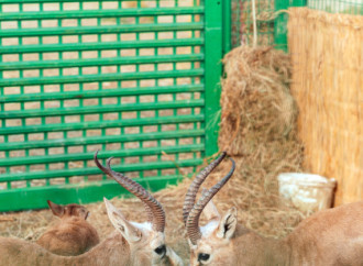 Heydər Əliyev Fondunun vitse-prezidenti Leyla Əliyeva Mingəçevirdə ekoloji aksiyalarda iştirak edib