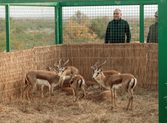 Heydər Əliyev Fondunun vitse-prezidenti Leyla Əliyeva Mingəçevirdə ekoloji aksiyalarda iştirak edib