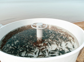 Heydər Əliyev Fondunun vitse-prezidenti Leyla Əliyeva Mingəçevirdə ekoloji aksiyalarda iştirak edib