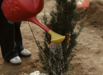 Heydər Əliyev Fondunun vitse-prezidenti Leyla Əliyeva Mingəçevirdə ekoloji aksiyalarda iştirak edib
