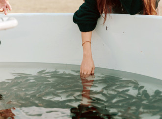 Heydər Əliyev Fondunun vitse-prezidenti Leyla Əliyeva Mingəçevirdə ekoloji aksiyalarda iştirak edib