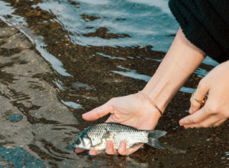 Heydər Əliyev Fondunun vitse-prezidenti Leyla Əliyeva Mingəçevirdə ekoloji aksiyalarda iştirak edib
