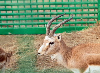 Heydər Əliyev Fondunun vitse-prezidenti Leyla Əliyeva Mingəçevirdə ekoloji aksiyalarda iştirak edib