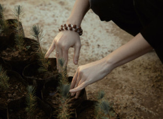 Leyla Əliyeva, Arzu Əliyeva və Alena Əliyeva Lənkəranda ekoloji aksiyalarda iştirak ediblər