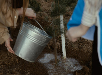 Leyla Əliyeva, Arzu Əliyeva və Alena Əliyeva Lənkəranda ekoloji aksiyalarda iştirak ediblər