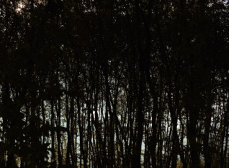 Leyla Əliyeva, Arzu Əliyeva və Alena Əliyeva Lənkəranda ekoloji aksiyalarda iştirak ediblər