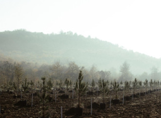 Leyla Əliyeva, Arzu Əliyeva və Alena Əliyeva Lənkəranda ekoloji aksiyalarda iştirak ediblər