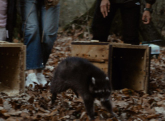 Leyla Əliyeva, Arzu Əliyeva və Alena Əliyeva Lənkəranda ekoloji aksiyalarda iştirak ediblər