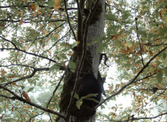 Leyla Əliyeva, Arzu Əliyeva və Alena Əliyeva Lənkəranda ekoloji aksiyalarda iştirak ediblər
