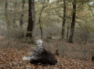 Leyla Əliyeva, Arzu Əliyeva və Alena Əliyeva Lənkəranda ekoloji aksiyalarda iştirak ediblər