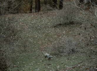 Leyla Əliyeva, Arzu Əliyeva və Alena Əliyeva Lənkəranda ekoloji aksiyalarda iştirak ediblər