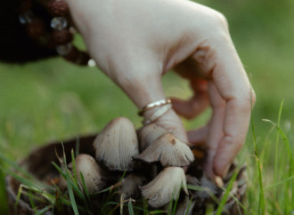 Leyla Əliyeva, Arzu Əliyeva və Alena Əliyeva Lənkəranda fermer təsərrüfatı ilə tanış olublar