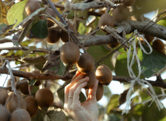 Leyla Əliyeva, Arzu Əliyeva və Alena Əliyeva Lənkəranda fermer təsərrüfatı ilə tanış olublar