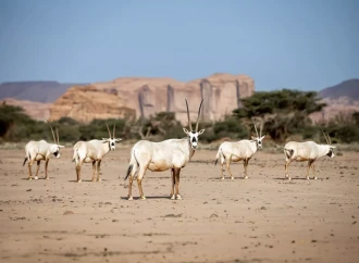 Açıq səma muzeyi Əl-Ula haqqında nə bilirik?