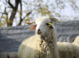 Laçın, Xocalı, Ağdərə və Xocavənddə  yeni kiçik ailə biznesləri yaradılıb