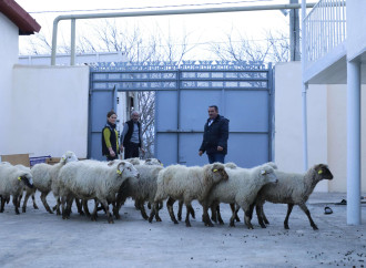 Laçın, Xocalı, Ağdərə və Xocavənddə  yeni kiçik ailə biznesləri yaradılıb
