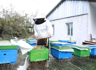 Laçın, Xocalı, Ağdərə və Xocavənddə  yeni kiçik ailə biznesləri yaradılıb