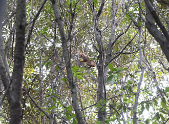 Heydər Əliyev Fondunun vitse-prezidenti Leyla Əliyeva Mərkəzi Nəbatat bağında uşaqlar üçün təşkil olunan tədbirdə iştirak edib