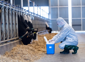 Ölkə üzrə heyvanlar arasında xüsusi təhlükəli xəstəliklərə qarşı peyvəndləmə tədbirlərinə başlanılıb