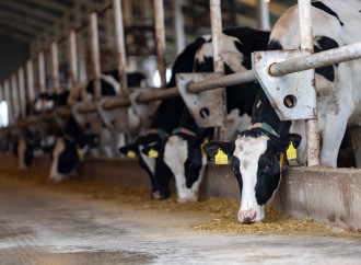 Ölkə üzrə heyvanlar arasında xüsusi təhlükəli xəstəliklərə qarşı peyvəndləmə tədbirlərinə başlanılıb