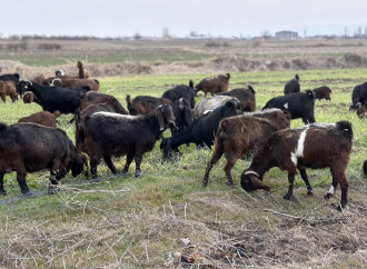 AKİA sədri Yalçın Camalov Tovuzda vətəndaşları qəbul edib, təsərrüfatlara baş çəkib