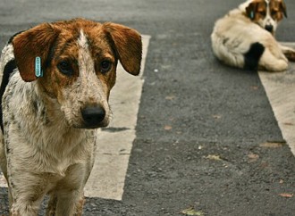 Türkiyədə sahibsiz it problemi böyüməkdə davam edir
