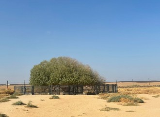 Yaşayan səhabə